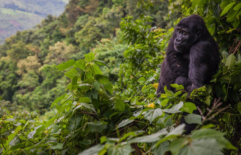 gorilla-trekking-in-mgahinga-starting-from-kigali