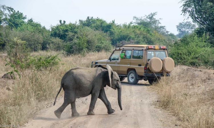 Luxury Wildlife Safari