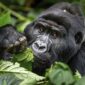 4-days-exclusive-gorilla-forest-retreat